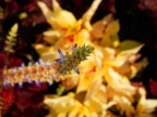 simply flowers simply flowers
