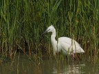 Camargue # 6