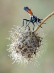 Cylindromyia a muso duro... Cylindromyia a muso duro...