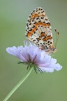 Melitaea survivor Melitaea survivor