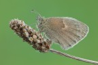 Coenonympha pamphilus Coenonympha pamphilus