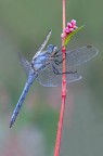 Orthetrum brunneum Orthetrum brunneum