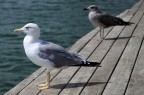 Stare lì a guardare il mare Stare lì a guardare il mare