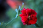 Velluto rosso. Velluto rosso.