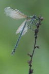 Calopteryx haemorrhoidalis Calopteryx haemorrhoidalis