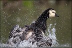 Commenti e consigli sono sempre ben accetti.

Canon D MK IV + Canon 500 mm + 1.4x
iso 400 tv 1/1250 av 5.6

alla prossima..... ciao

Luca