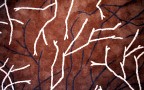 Da un tappeto, una percezione di evoluzione.