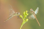 Scatto fresco di questa mattina :)

Nikon d7000 ,sigma 150 os macro, cavalletto, plamp, scatto remoto, mup, F/13, 1/13, iso 100

Luce e sfondo naturale....