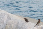 questi due uccelli sembrano dire "che fatica questa salita"