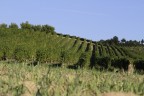 Ora di vigneti Ora di vigneti
