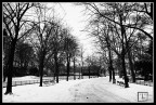Viale innevato Viale innevato
