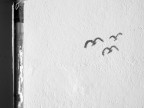 Fly away Fly away