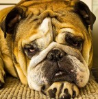 my pelouche my pelouche