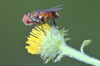 Banalmente Mosca ! Banalmente Mosca !