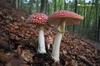 Amanita