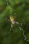 Argiope Argiope