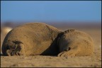 The Seals' Life