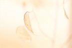 lunaria lunaria