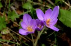 Crocus autunnali Crocus autunnali