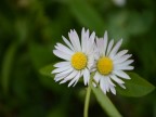 D5100.. scattata in un pomeriggio di ozio