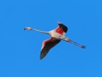 Camargue # 11