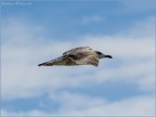 Nikon D7000 + Nikkor 70-300 VR

F/9   1/1250   ISO 400   200mm