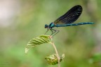 Calopteryx Splendens Calopteryx Splendens