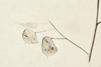 lunaria lunaria