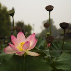 Segni d'autunno Segni d'autunno