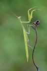 Mantide religiosa Mantide religiosa