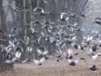 Uno stormo di colombi in formazione.