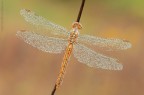 Orthetrum coerulescens (Fabricius, 1798) Orthetrum coerulescens (Fabricius, 1798)