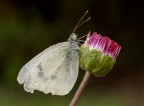 Pieris brassicae (cavolaia)... Pieris brassicae (cavolaia)...