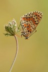 Melitaea Melitaea