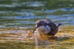 Merlo acquaiolo (Cinclus cinclu)