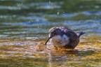 Merlo acquaiolo (Cinclus cinclu), c & c sono graditi.
Canon 1D Mark IV, Canon 600mm, iso 250, f 7,1, 1/160, -0,67 EV
[url=http://img19.imageshack.us/img19/8185/bs0q.jpg]Clicca qui per la versione ad alta risoluzione![/url]