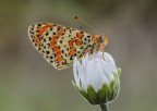 Melitaea didyma... Melitaea didyma...