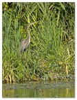 Ardea Purpurea (dalla barca) dedicata a GiGGi Ardea Purpurea (dalla barca) dedicata a GiGGi