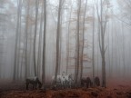 Cavalli nella Nebbia Cavalli nella Nebbia