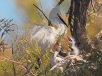 Camargue # 14