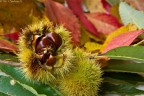 Autunno Autunno