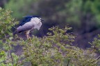 Consigli e commenti sono sempre ben accetti.

Canon D MK IV + Canon 500 mm + 1.4 x

iso 640 tv 1/400 av 5.6

Ciao

Luca