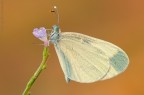 Un altro scatto dedicato a questo elegantissimo pieride, un incontro di un mese fa.... :)

Dovrebbe essere un maschio.

Nikon d7000, sigma 150 os macro, cavalletto, scatto remoto, mup, F/16, 1/1.6, iso 100