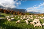 Autunno, andiamo,  tempo di migrare.