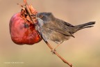 Occhiocotto (Sylvia melanocephala)
C & C sono graditi.
Canon 1D Mk IV - Canon 400mm - iso 400 - f8 - 1/1025 - - 0.33Ev - pp cob ACR di Ps CC (Creative Cloud)

[url=http://img407.imageshack.us/img407/6652/m1v5.jpg] Clicca qui per la versione ad alta risoluzione![/url]