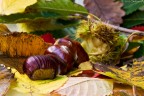 Castagne Castagne