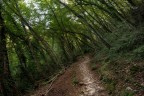 Camogli wood