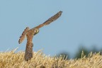 Gheppio (Falco tinnunculus) Gheppio (Falco tinnunculus)