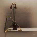 still life still life