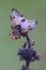 Big fly